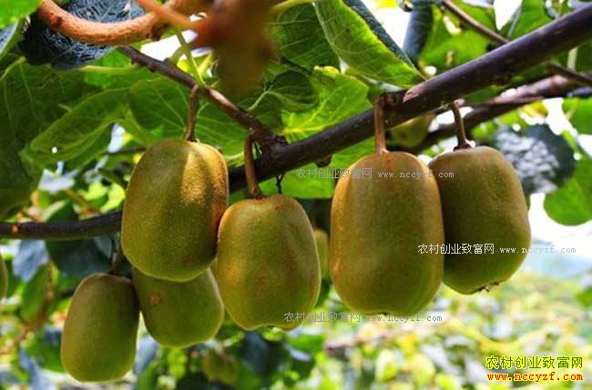 �㽭����Ҷ������ֲ⨺����¸�һ��