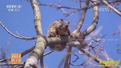 [ÿ��ũ��]�������壺�˹���ֳ������׬Ǯ