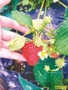 �����ؿ���ݮ����������ѡ��������ƽ̨����ݮ������ͨ��