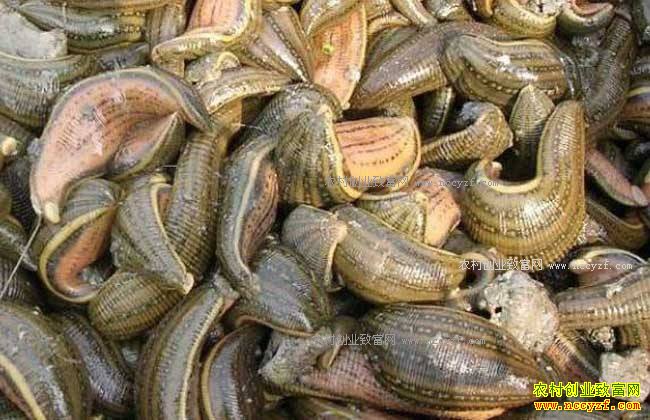 ɽ����̨�������ƿ��ϵ�ˮ����ֳ�¸���