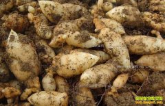 2018����ֲ���顢�����׬Ǯ��