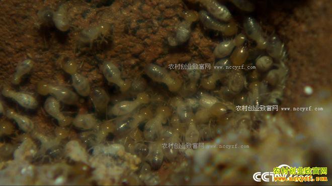 ��ѧ��ҵ��ɶ��׬����