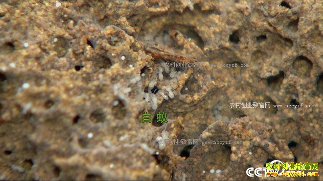 ��ѧ��ҵ��ɶ��׬����