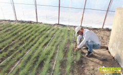 ���ɹŰ����ƺ��ľ�������ֲɳ�к��¸�