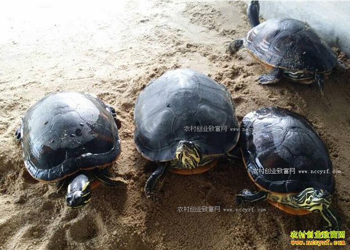 �㶫˳���ش�ѧ�����Ĳ���ֳ�ݹ�׬ǧ��Ԫ