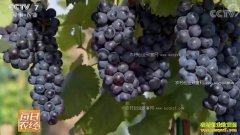 [ÿ��ũ��]�������ԣ�һĶ��������ʮ����Ԫ������