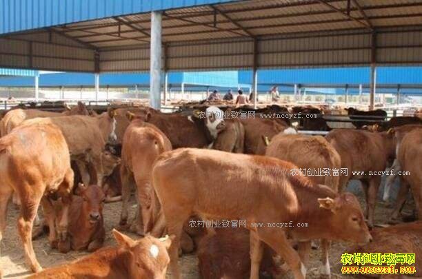 2018����ֳҵʲô��Ŀ��׬Ǯ-��ţ