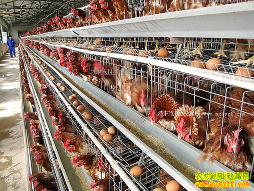 2018����ֳҵʲô��Ŀ��׬Ǯ-����