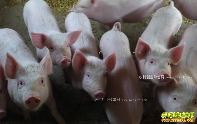 2018����ֳҵʲô��Ŀ��׬Ǯ-����