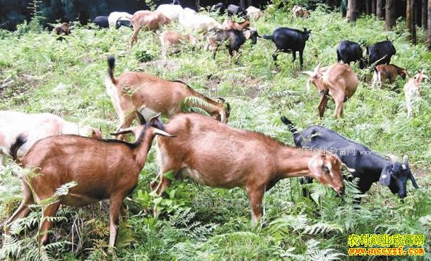 2018����ֳҵʲô��Ŀ��׬Ǯ-����