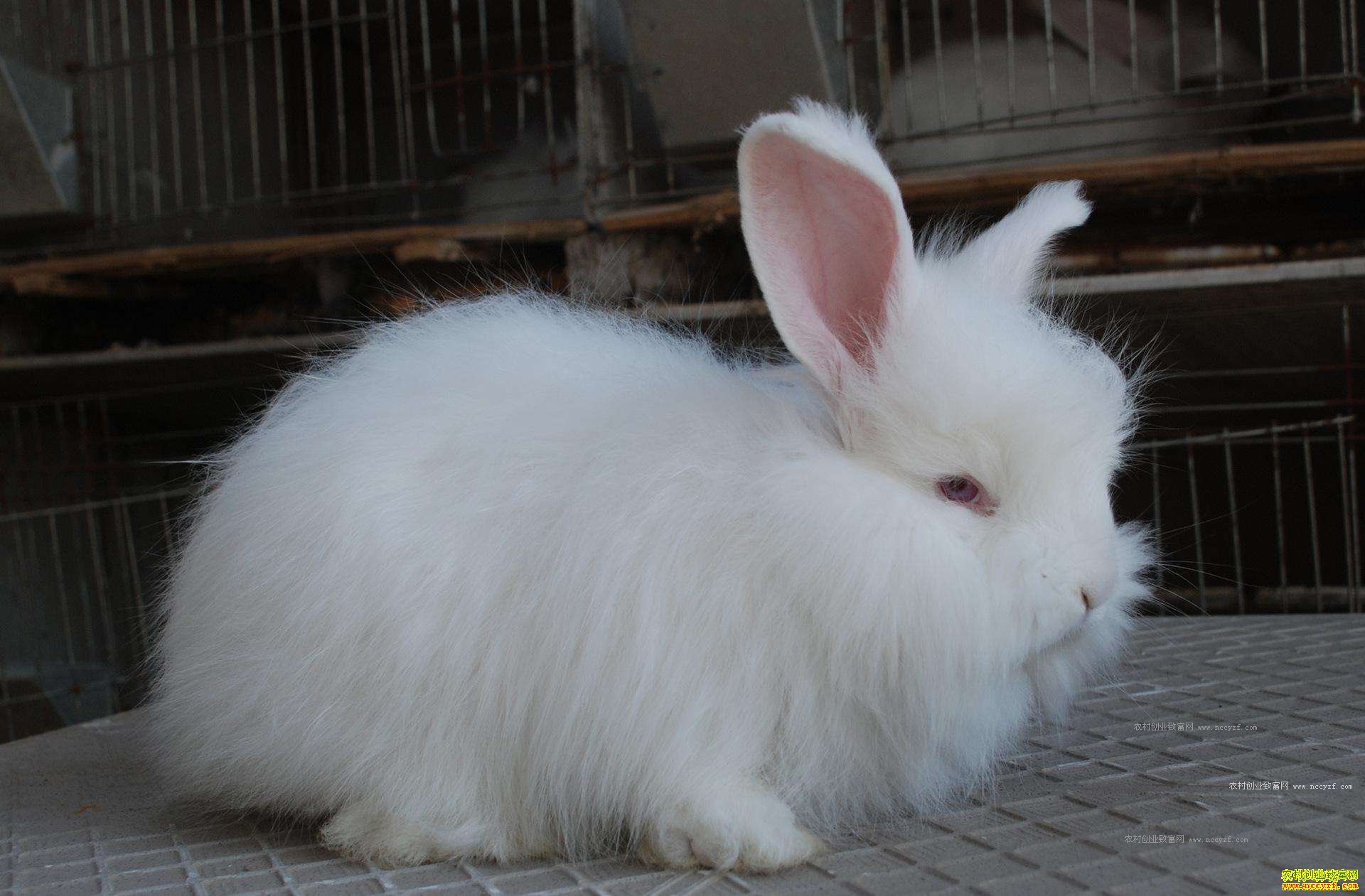 ɽ�������������ַ��Ӫ�������¸���