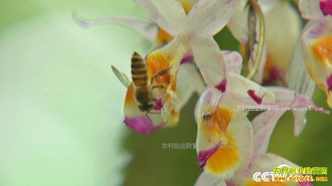 ��������� ���ܽ���ɽ��ʲô����4000��