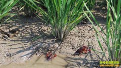 �������ǣ�ˮ������Ϻ��̬����Ч�涥����