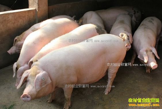 年后猪肉价格继续回落 分析师:生猪价格降幅不会大