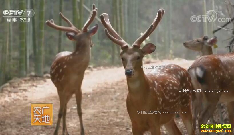 [ũ�����]����Ǳɽ��������ֳ÷��¹3�괴��ǧ��Ƹ�