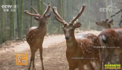 [ũ�����]����Ǳɽ��������ֳ÷��¹3�괴��ǧ��Ƹ�