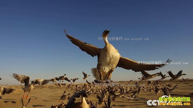 �����󺺵����� ǧ��Ƹ����Ϸ�