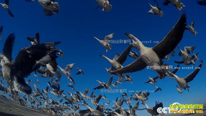 �����󺺵����� ǧ��Ƹ����Ϸ�