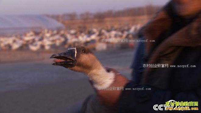 �����󺺵����� ǧ��Ƹ����Ϸ�