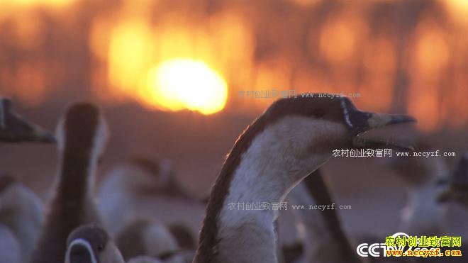 �����󺺵����� ǧ��Ƹ����Ϸ�