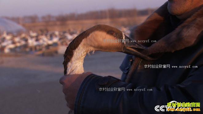 �����󺺵����� ǧ��Ƹ����Ϸ�