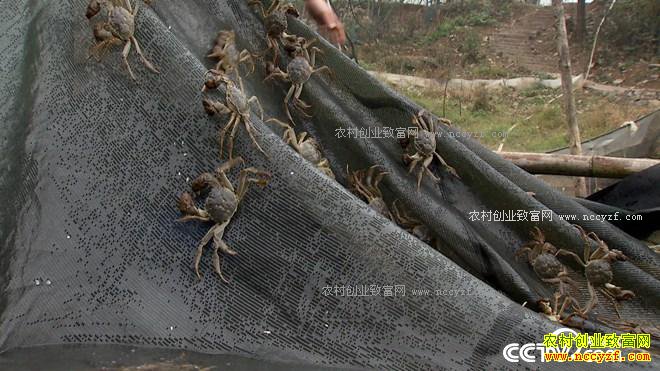 ���з����ɽ���ϵ�90��Ů��