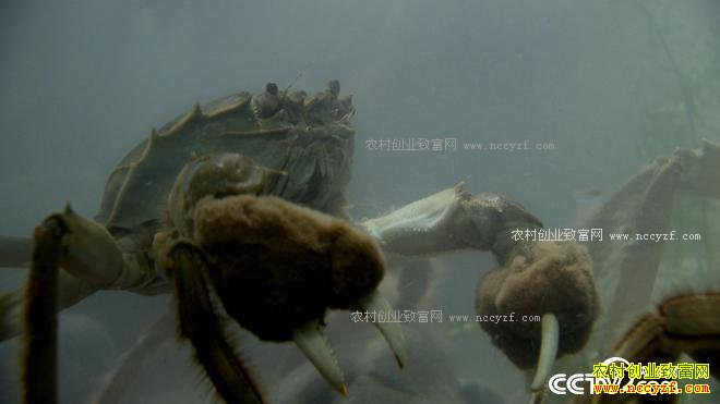 ���з����ɽ���ϵ�90��Ů��