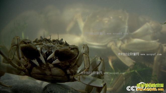 ���з����ɽ���ϵ�90��Ů��