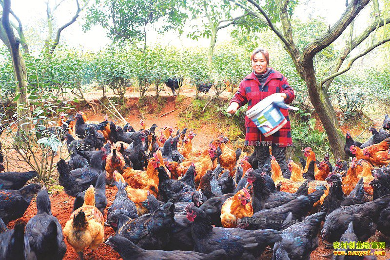 �Ĵ������������԰����׬�û�