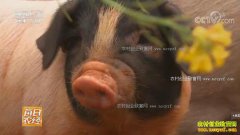 [ÿ��ũ��]�������ݣ���ɽ��ɽ�Ķ�����������׳