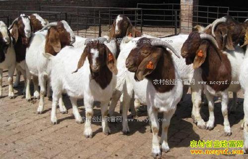 2018����ֳҵǰ������