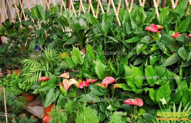 ������ֲ��ľ׬Ǯ��2018����ľ���鼰��ľ��ֲǰ������