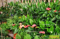 ������ֲ��ľ׬Ǯ��2018����ľ���鼰��ľ��ֲǰ������