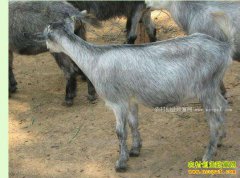 ɽ��������������ֳ��ɽ��Ч���