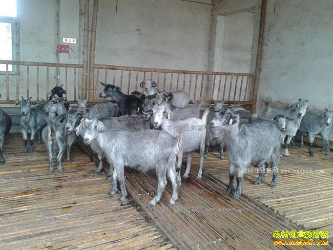 ɽ����ɽ���������6����ֳ��ɽ�����ڵ���������