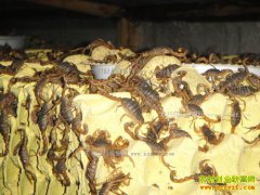 ɽ������90��Ů��������Ы�Ӵ���Ы�ӵ�������