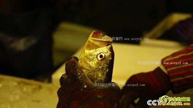 [�¸���]���첻ֵǮ �㽭̨���ᴾ��ֳ�������������һ��ֵ���� 