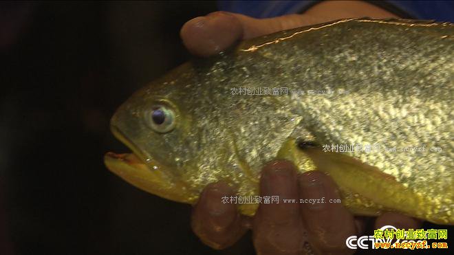 ���첻ֵǮ ����һ��ֵ����