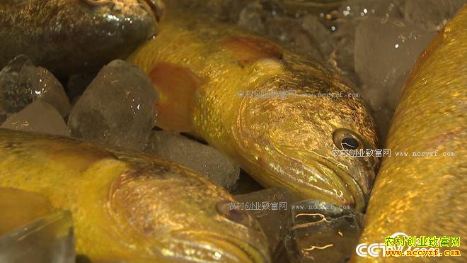 ���첻ֵǮ ����һ��ֵ����