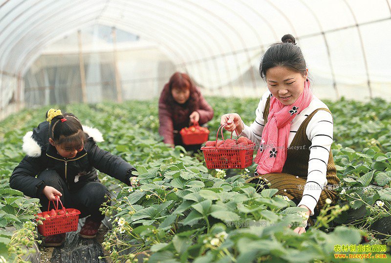 �Ĵ������ΰ�������ݷ򸾴����ֲ�ݮ�۷��ڷ��ۼ۸�