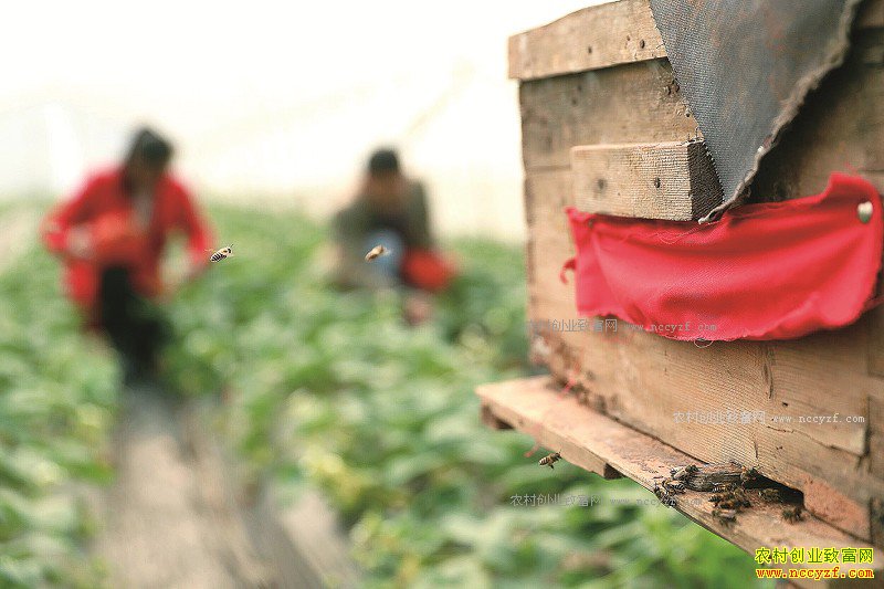 �Ĵ������ΰ�������ݷ򸾴����ֲ�ݮ�۷��ڷ��ۼ۸�