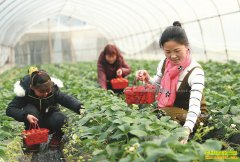 �Ĵ������ΰ�������ݷ򸾴����ֲ�ݮ�۷��ڷ��ۼ۸�