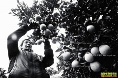 ��������������΢�Ű︸����������·��