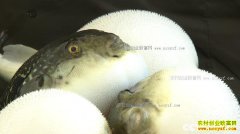 [�¸���]��������������ѱ����������׬����