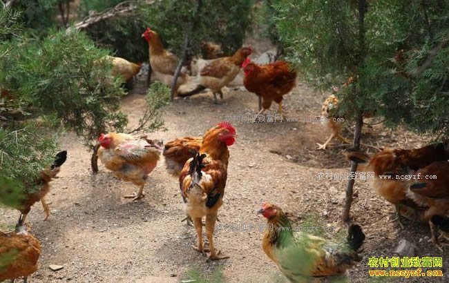 ����ͭ����ѧ�����·巵�紴ҵ��������������׬ʮ����Ԫ