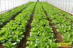 ������̩���أ�ũ��ũ��ʱ��æ׬Ǯ