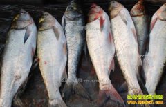 �����ɿ�����۸���������