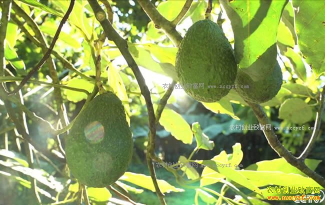 [�¸���]�����������������ֲ���洴��ǧ��Ƹ�