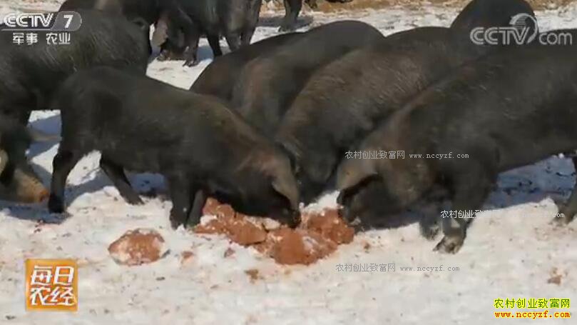 [ÿ��ũ��]�߳���ɽ��������� 20180126