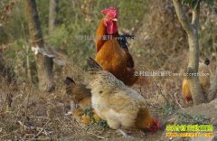 ����90���ѧ����˶�����조����ũ������ҵ�¸�